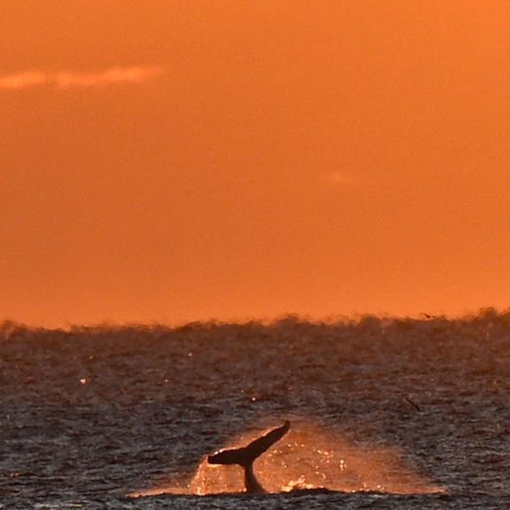 Nauset Beach Inn Orleans Bagian luar foto